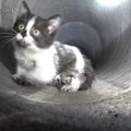 映画さながら！マンホールの下に広がる下水道管で子猫を追跡