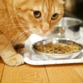 猫の療法食のおすすめ6選！選ぶ基準、与え方など