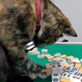 猫だけにドラ？「北」を好み麻雀牌を混ぜる猫に「ツミコミ？」の声も