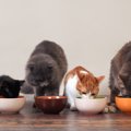 猫の健康を守る『フード選びのルール』5つ