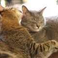 猫が他の猫をペロペロ舐める理由３つ