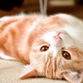 『人に懐きやすい』猫種4つ♡他の猫と何が違うの？