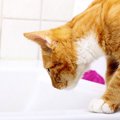 猫が『お風呂の残り湯』を飲んじゃった！注意すべき4つのこと
