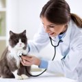 愛猫を病院に連れて行くべき4つのタイミング　頻度が増えるのは何歳か…