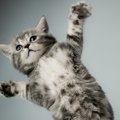 猫が『ウキウキ』するイベント3つ♡理由と楽しい時の仕草に注目！