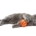 猫が大好きな『ボール』3つの特徴　おすすめの遊び方も紹介！