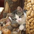猫に『節分の豆』は危険！3つのリスクと愛猫と豆まきを楽しむ方法4つ