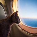 猫と飛行機！料金や事故のリスクは？