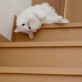『階段を流れるように下る猫』まるで液体かのような動きに16万170件の…
