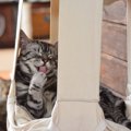 東京の猫カフェおすすめランキングベスト8！特徴や料金もご紹介