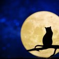 『月』が似合う猫の種類６選