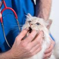 猫の『口内炎』は不治の病！4つの症状と対処法