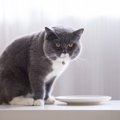 猫にとって最適な『ご飯を食べる場所』3選！選んではいけない場所とは？