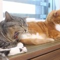 猫同士でもあくびは伝染する？