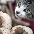 猫はしめじを食べても大丈夫？得られる栄養や与え方の注意点