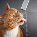 なぜ猫は蛇口が好きなのか？その謎を解明します！