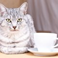 猫の『コーヒー』誤飲は危険！3つの理由と舐めてしまったときの対処法