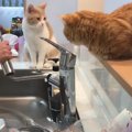 洗い物の監督をする2匹の猫が話題に　平和な光景に癒やされる人続々『…