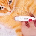 猫の体温が高い時の対策と３つの確認事項