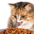 猫が早死する『ご飯』3つ！寿命を少しでも伸ばすために気を付けるべき…