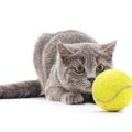愛猫のテンションが爆上がりする『ボール』4つの特徴　上手な遊ばせ方…