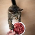 猫は『生肉』を食べるの？メリット・デメリットと与える場合の注意点…