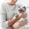 猫の癒し効果とその医療的根拠について