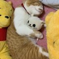 猫用の『抱き枕』おすすめ商品と選び方をご紹介！ぎゅっと抱きしめる…