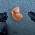 道路の真ん中にたたずむ子猫…間一髪のところを救出！