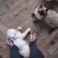 猫が足にまとわりつく4つの心理と噛まれた時の対処法