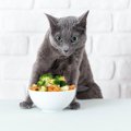 猫は『ブロッコリー』を食べても大丈夫？与え方や注意点３つ