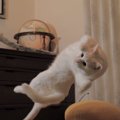 無重力猫「ミルコ」の空飛ぶ姿と撮影の方法