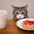 猫の『偏食』で起きる危険なトラブル3つ！食べてくれないときの対処法…