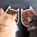 猫の『食べムラ』は病気のサイン？考えられる原因と対策5つ