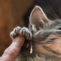 猫の『爪を切らない』時の大きなリスク3つ　爪切りを嫌がる時の対処法…