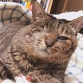 猫エイズ、緑内障、脳腫瘍、てんかん…難病もちの保護猫は幸せになれる？