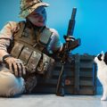 戦地で戦う兵士を慰めた子猫を救え！米国の保護団体が輸送に向け、活…