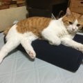 猫が枕を占領！ドヤ顔で寝床を強奪するねこちゃん達がカワイイ