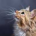 猫の『ヒゲが短くなる』5つの理由　自然と短くなることなんてある？な…
