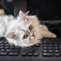 猫が『パソコンキーボード』にわざと乗る理由3つ　対策する方法はある…