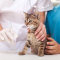 猫エイズワクチンについて 感染を予防する効果とその費用
