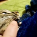 猫が甘噛みをする6つの理由としつけ方法