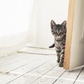 猫にドアを開けられないようにする対策４選