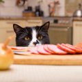 猫の『キッチンに侵入』を防ぐことはできる？念のためにしておくべき…