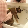 『高度な嫌がらせ』掃除中に洗面所から出ていかない猫　ほっこりする一部…