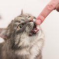 猫が噛む場合のしつけ 7つのパターンとその対処法