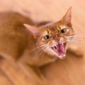 猫が『激怒症候群』に…３つの症状と対処方法