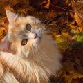 季節の変わり目は愛猫も要注意！秋に起きる、猫の変化4つ