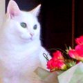 未熟児の華奢な子猫…先住猫に愛され美しい白猫に成長