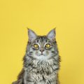 猫と『目が合ったら』どうするのが正解？安心してもらえる４つの行動
